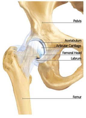 Pelvis Hip Anatomy